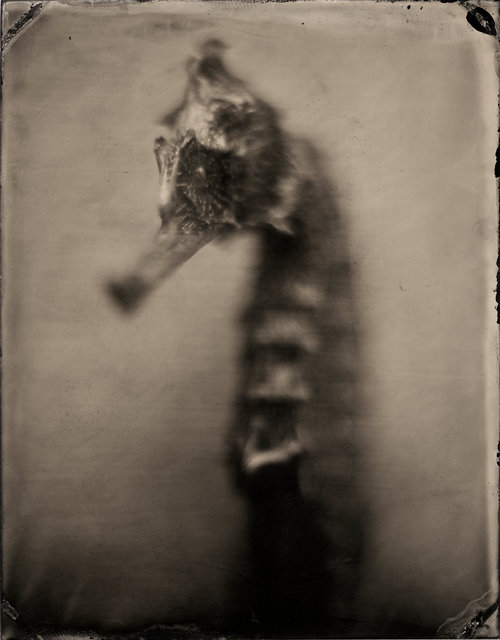 SEAHORSE-2.jpg