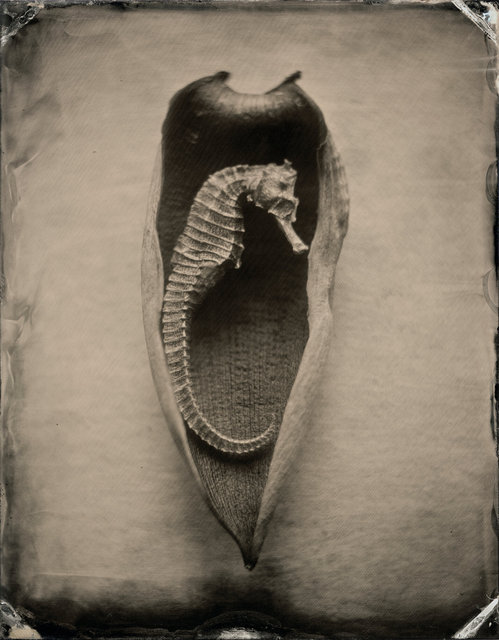SEAHORSE-11.jpg