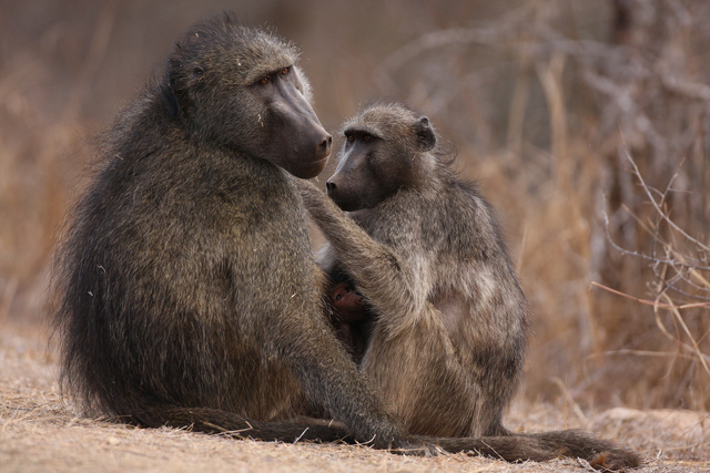 Chacma baboons grooming