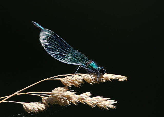 Banded demoiselle (male)