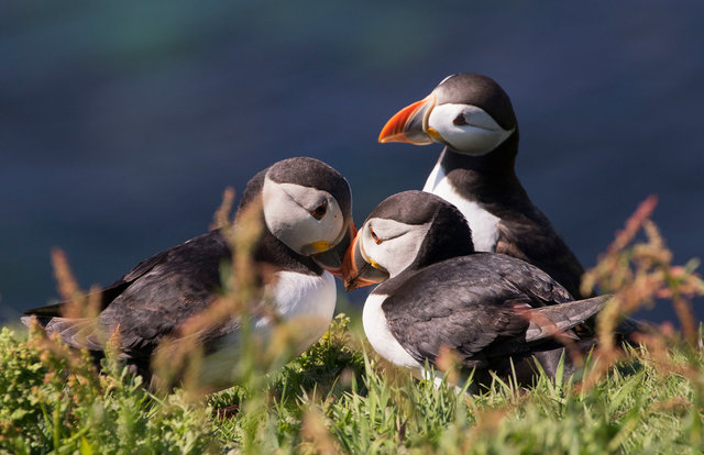 Puffins