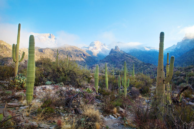 Snowy Pima Canyon