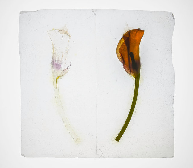 calla lily 2