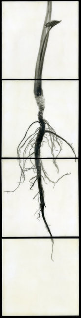 Root II