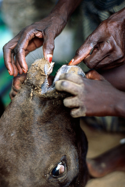 DOCUMENTARY - Somewhere in Senegal