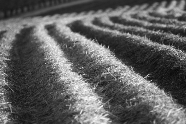 Erdbeerfeld im Winter