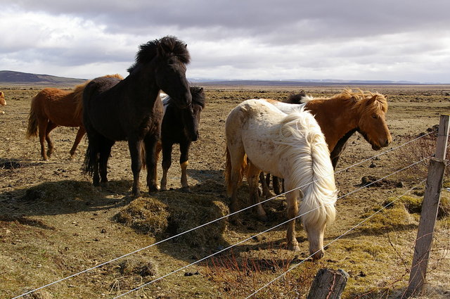 Icelandic Ponies 2 VB.JPG