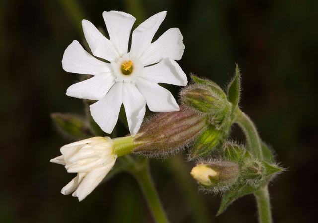 Avondkoekoeksbloem