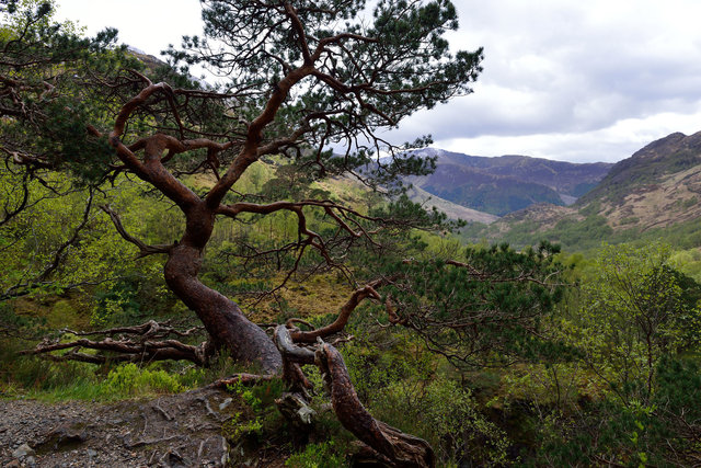 Ecosse