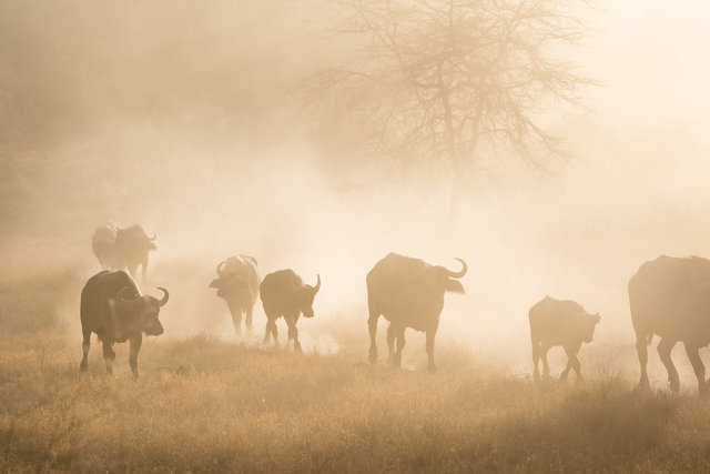 Kenia Lions38.jpg