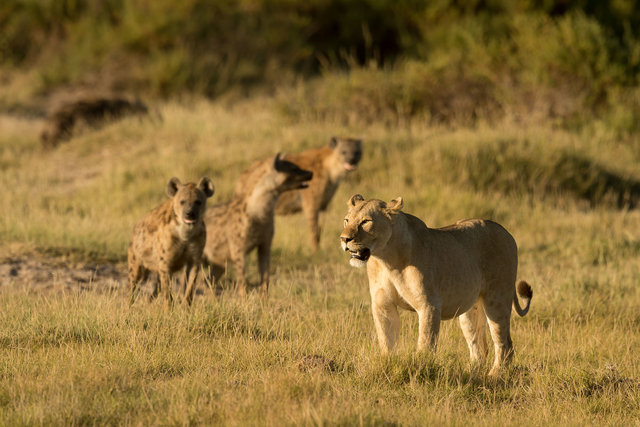 Kenia Lions54.jpg