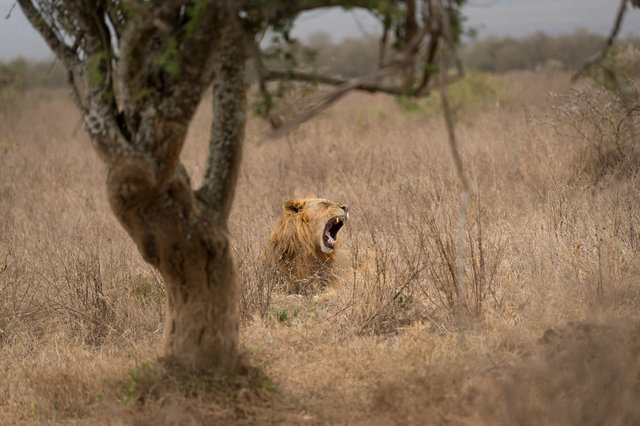 Kenia Lions27.jpg