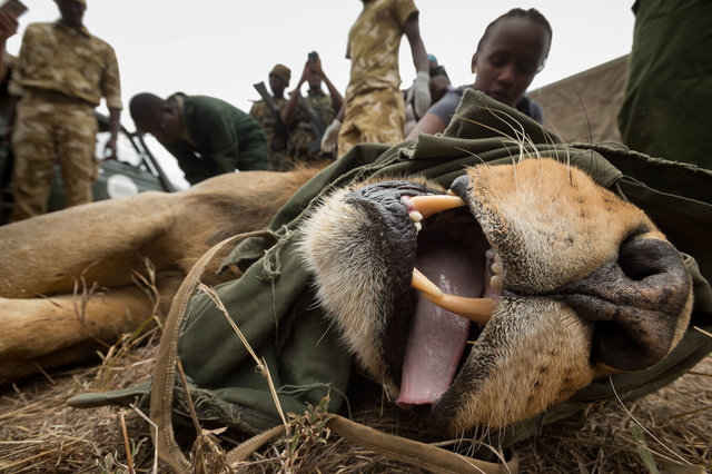 Kenia Lions30.jpg