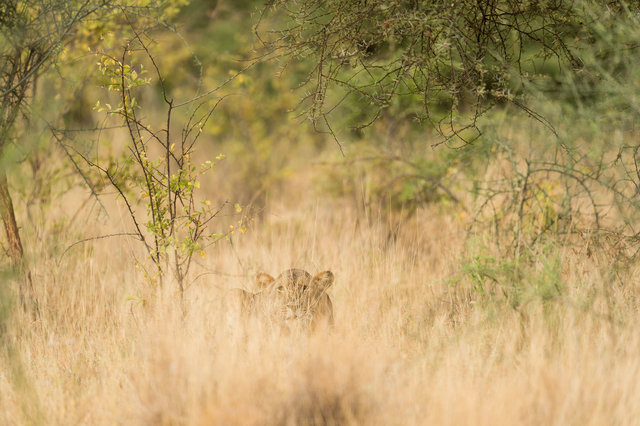 Kenia Lions18.jpg