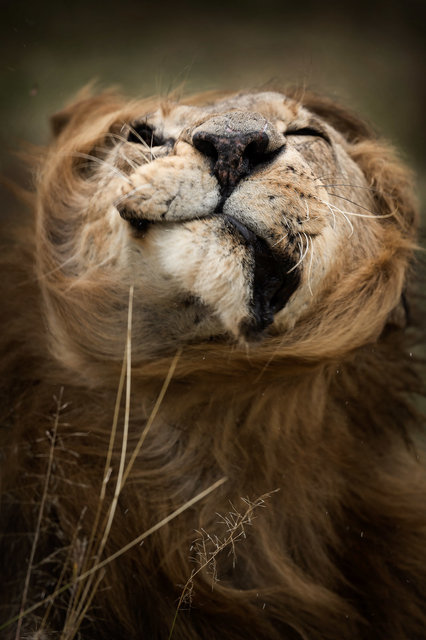 Kenia Lions01.jpg