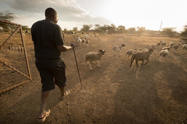 Kenia Lions02.jpg