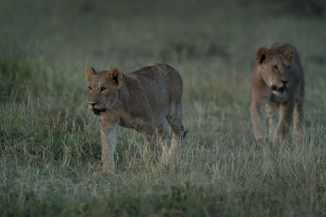 Kenia Lions47.jpg