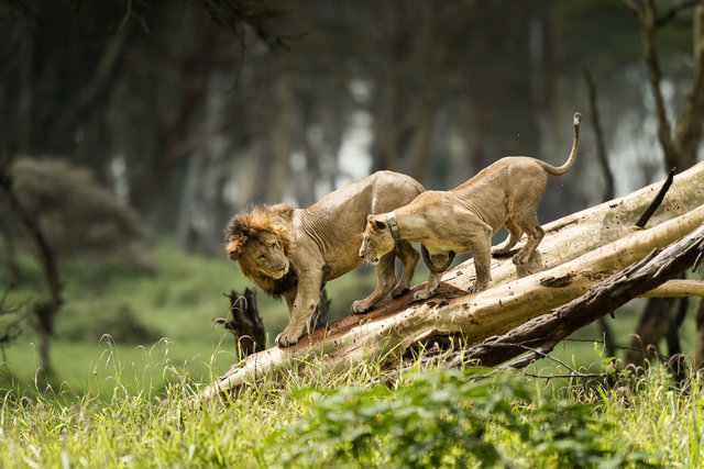 Kenia Lions08.jpg