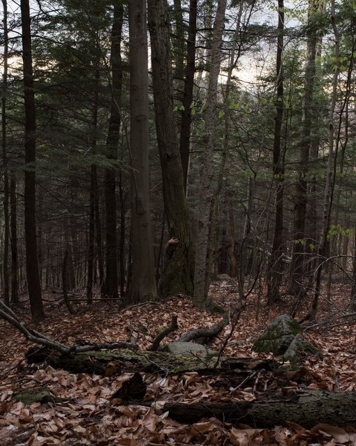 bendingthetree.jpg