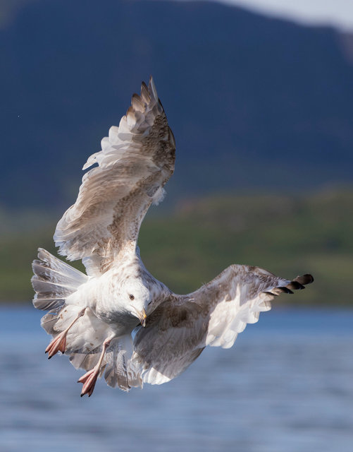 Gull