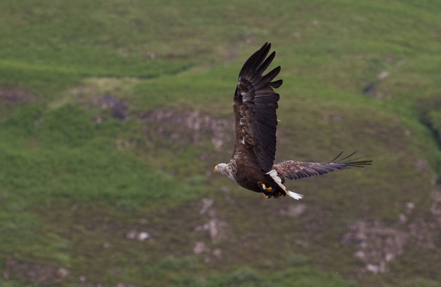 White-tailed Sea Eagle