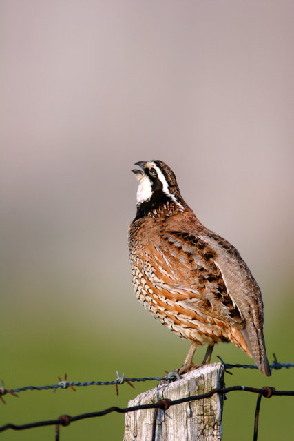 Northern Bobwhite Quail, southern Ohio