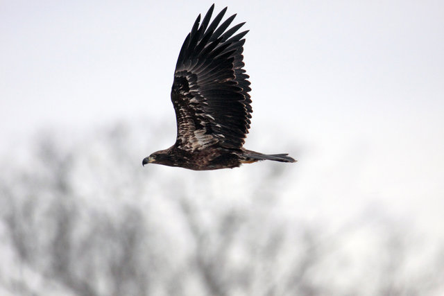 Immature Bald Eagle, Ohio