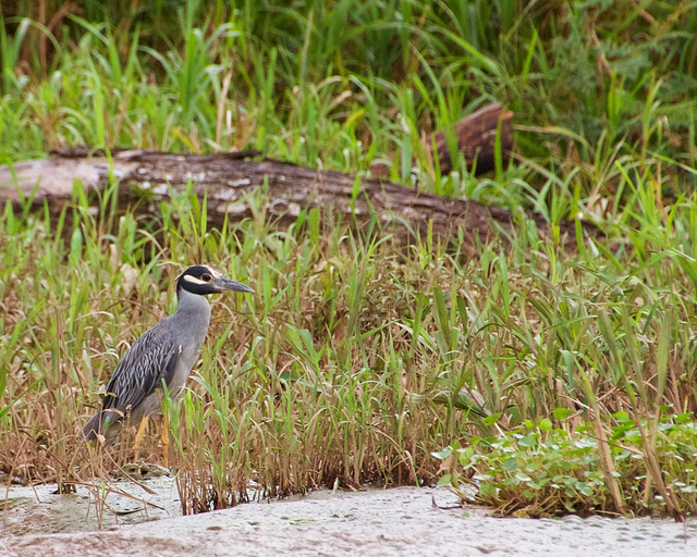Yellow-Crowned Night Heron