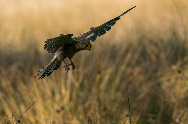 Kestrel