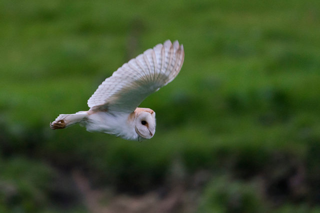 Barn Owl