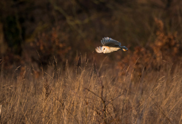 Barn Owl