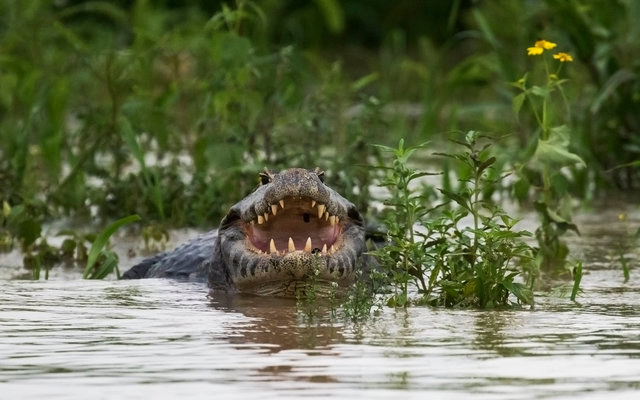 Yacare Caiman