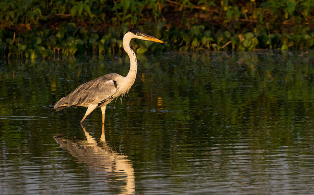 White-necked Heron