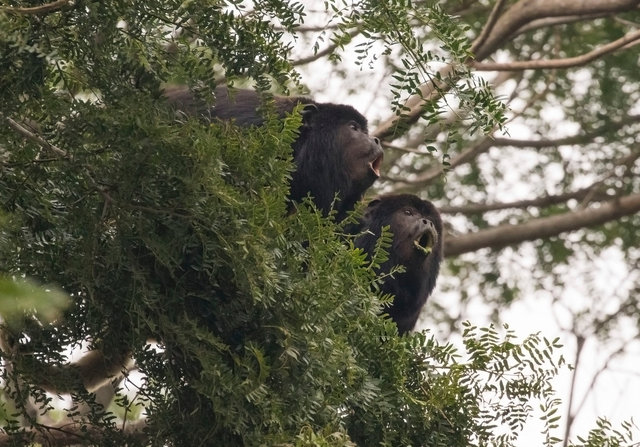 Howler Monkeys