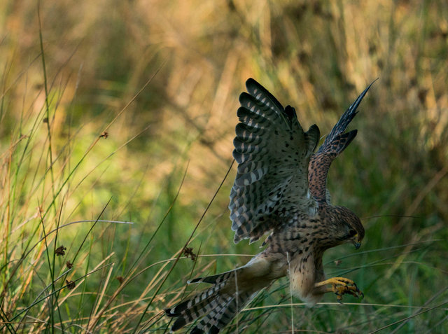 Kestrel