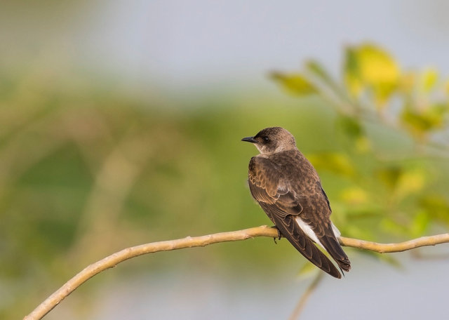 Southern Rough-winged Swallow