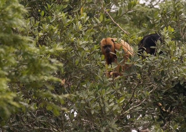 Howler Monkeys