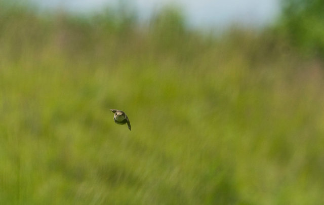 Sand Martin