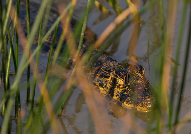 Yacare Caiman