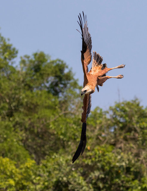Black-collared Hawk