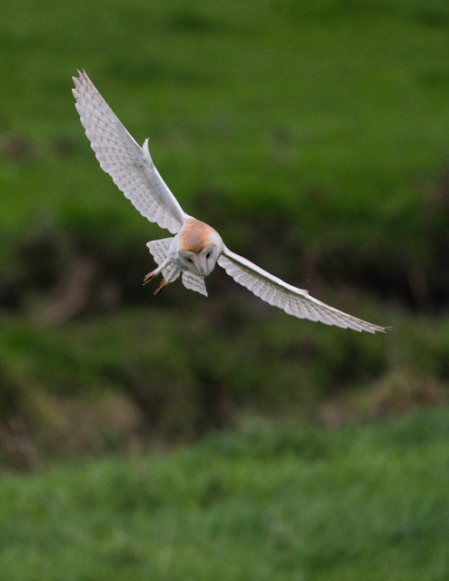 Barn Owl