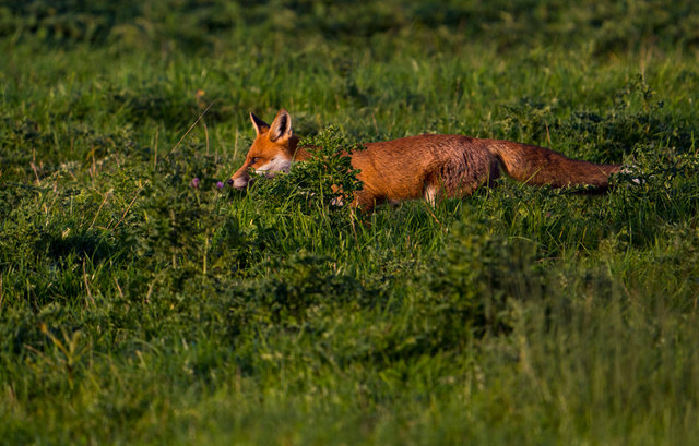 Fox