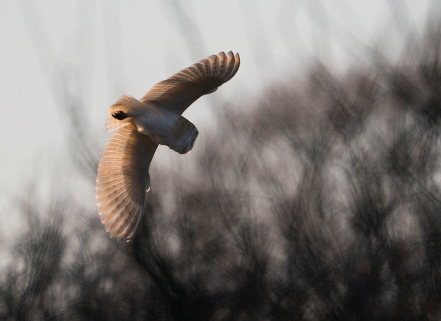 Barn Owl
