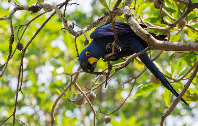 Hyacinth Macaw