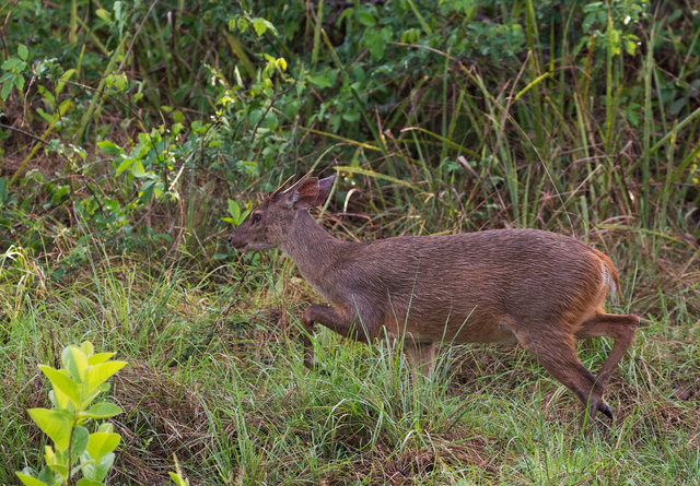 Brocket Deer