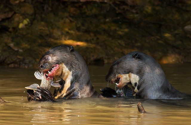 Giant River Otters
