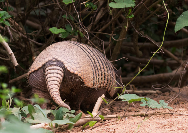 Nine-banded Armadillo