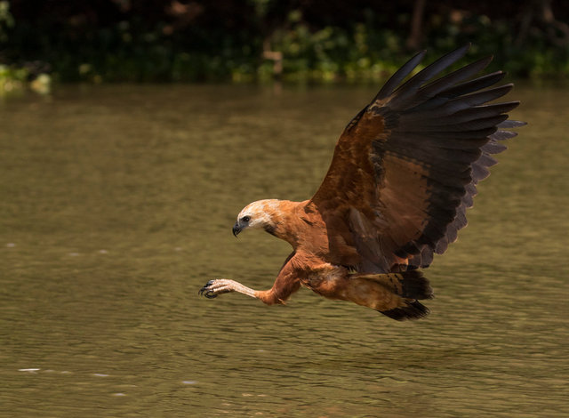 Black-collared Hawk