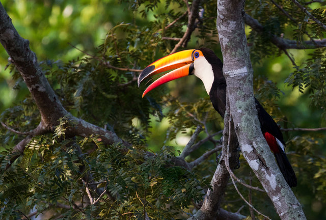 Toco Toucan