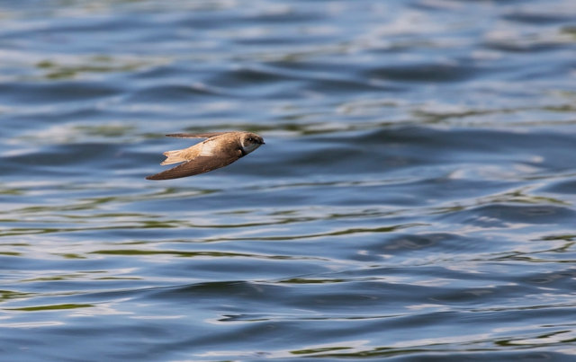 Sand Martin